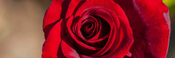 红色玫瑰花在早晨的花园，特写。图片下载