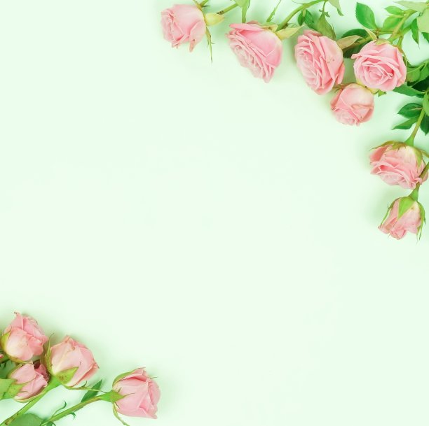 花组成的背景。美丽的淡红玫瑰在淡绿的背景上。前视图。本空间图片下载