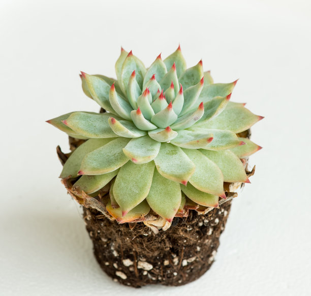 小型肉质植物孤立图片下载