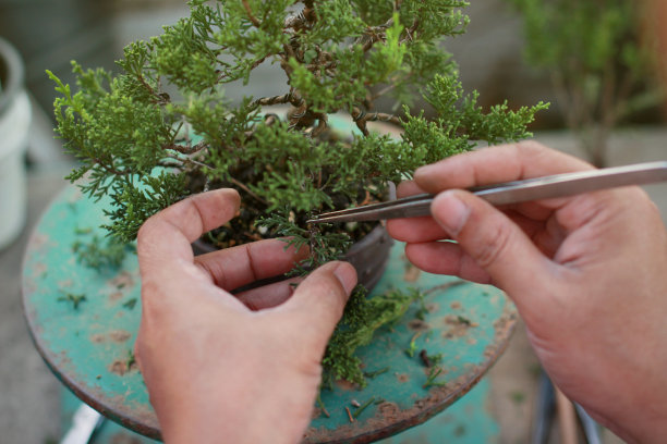 制作盆景树。图片下载