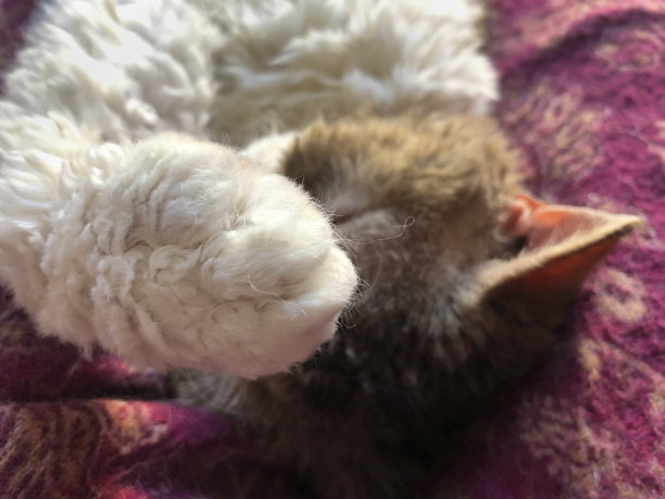 一个柔软的猫的爪子的特写图片下载