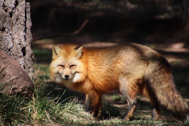 红狐狸盯着图片下载