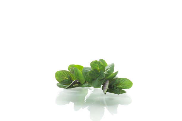 一束新鲜的绿色薄荷在白色的背景图片下载