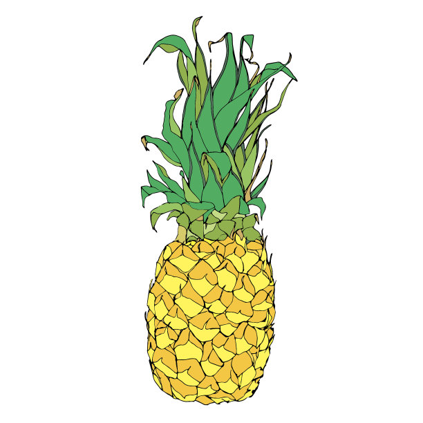 pinneapple scetch图片下载