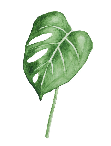 美味的蓬莱蕉图片下载