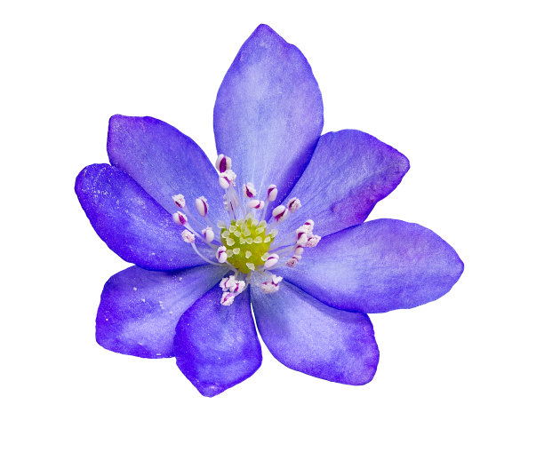 孤立的紫色紫菜花开花图片下载