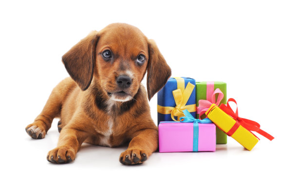 小狗和礼物。图片下载