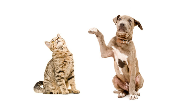 有趣的好奇猫苏格兰直和顽皮的比特斗牛小狗图片下载