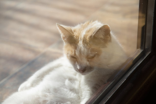 猫坐在窗台上图片下载