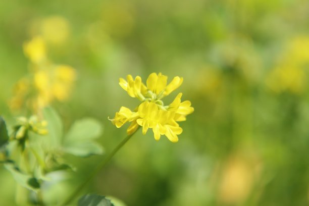 胡芦巴花(葫芦巴)为豆科一年生植物图片下载