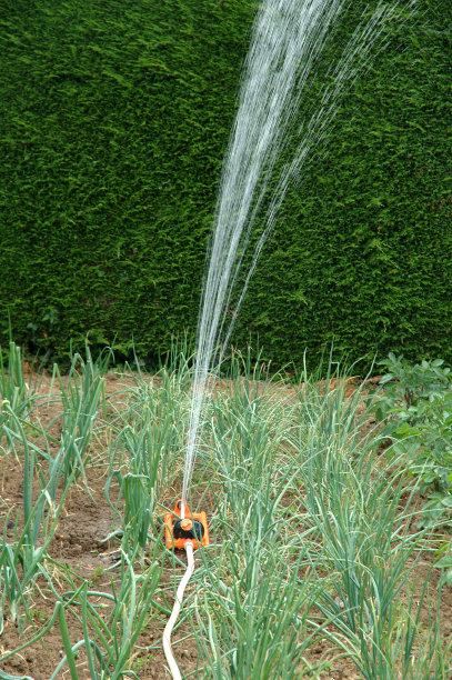 菜地里的洋葱图片下载