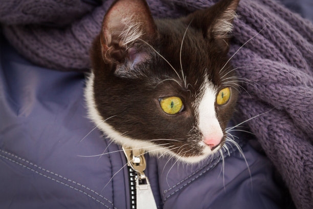 黑白相间的小猫咪图片下载