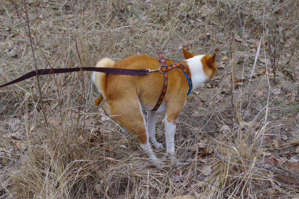 巴森基的狗在户外拉屎图片下载