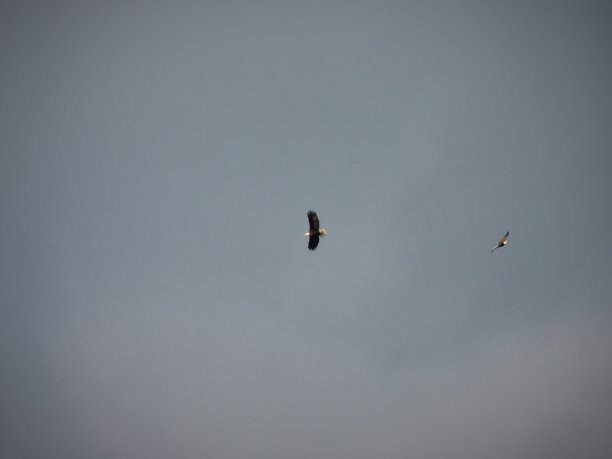 鹰盘旋图片下载