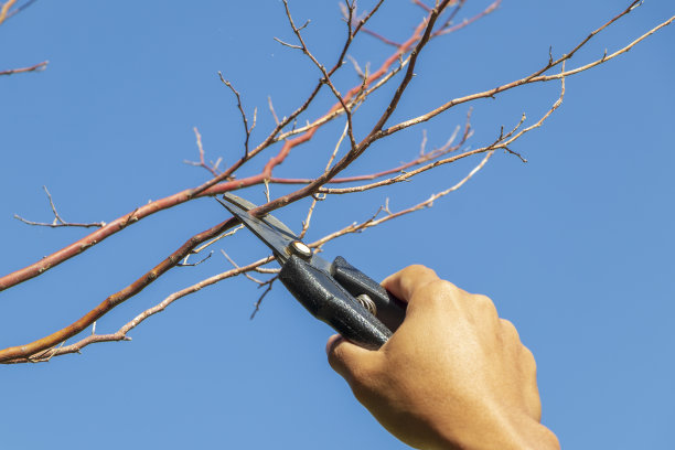 园丁修剪树木与修剪剪在自然的背景。图片下载