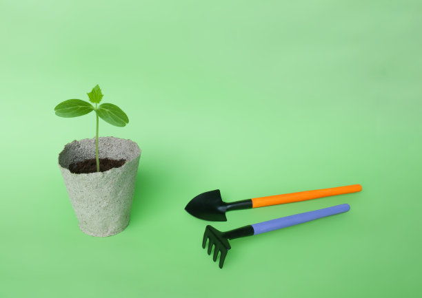 黄瓜幼苗的图片下载