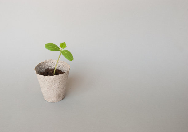 c的幼苗图片下载