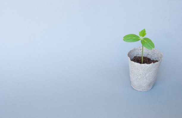 幼苗的铜图片下载