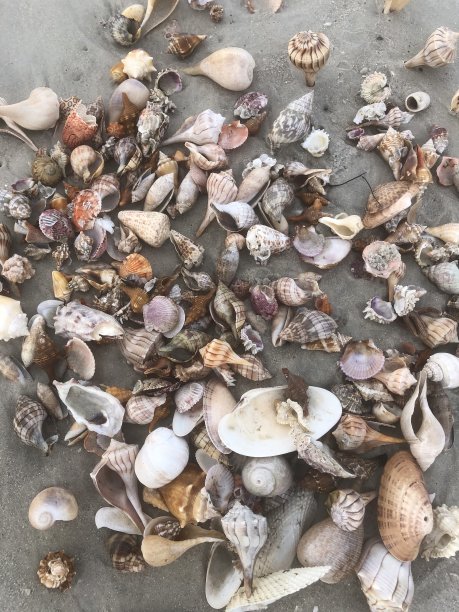 那不勒斯贝壳图片下载