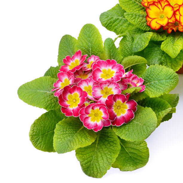 多色的报春花孤立在白色的背景。图片下载