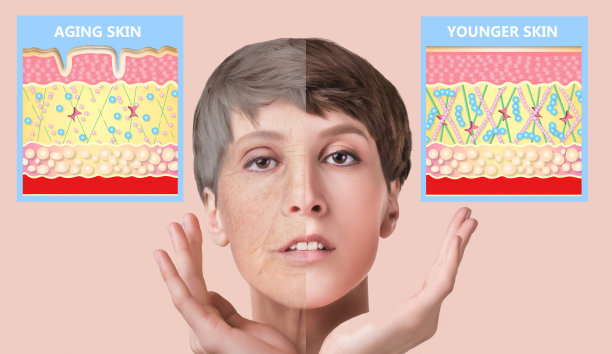 年轻肌肤和老化肌肤。弹性蛋白和胶原蛋白。图片下载