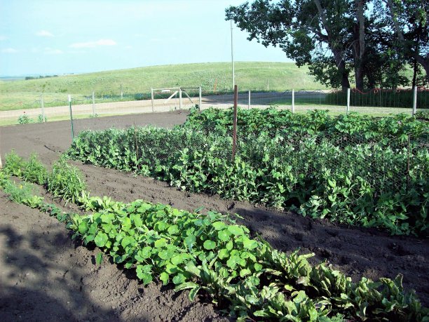 乡间的菜园图片下载