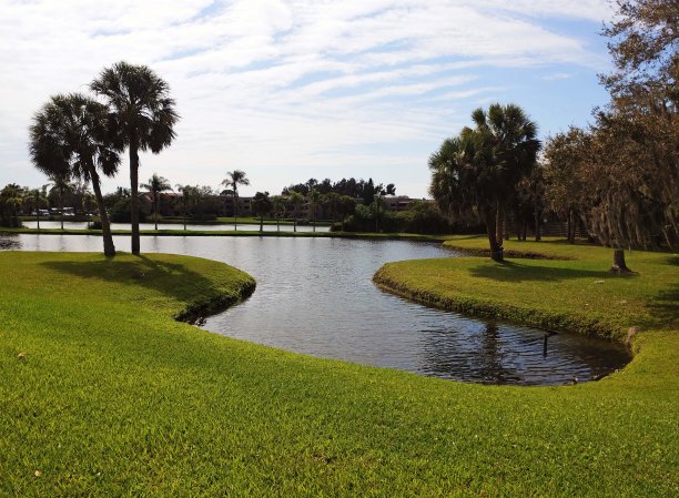 小风景湖棕榈树图片下载
