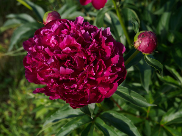 郁郁葱葱的紫红色牡丹花在花园里图片下载