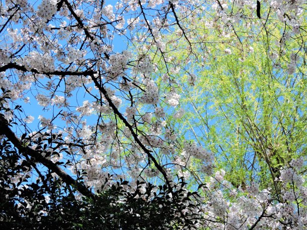 新的樱花。东京的樱花图片下载