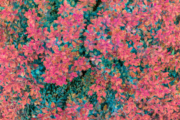 五彩缤纷的树叶作为雨后的自然背景或纹理。图片下载