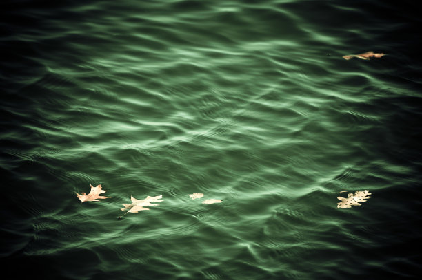 秋天的树叶在安大略湖图片下载