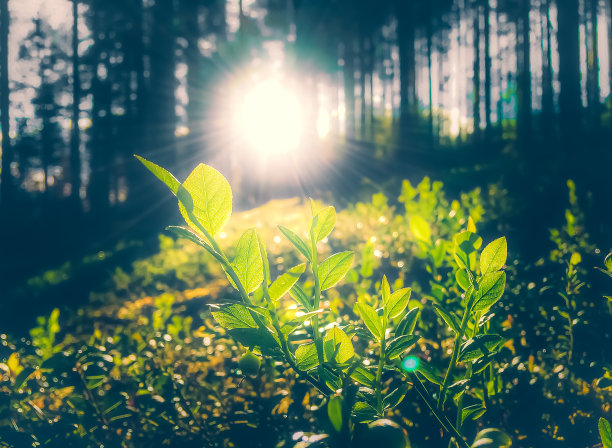 阳光下的蓝莓叶子。照片来自芬兰索特卡莫。图片下载