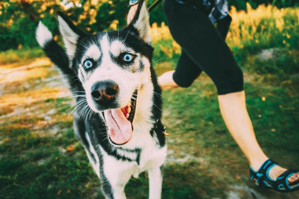 年轻快乐的爱斯基摩哈士奇狗跑在女主人旁边在新鲜的绿色草地户外图片下载