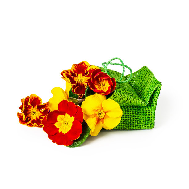 报春花绿袋报春花图片下载