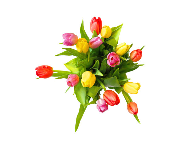 新鲜的春天郁金香孤立的白色背景，顶视图。花束图片下载