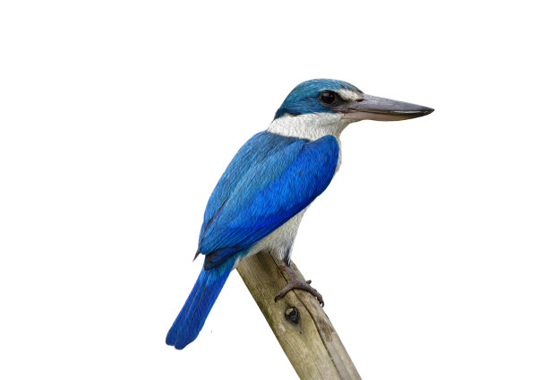 美丽的翠鸟(Todiramphus chloris)是栖息在木杆上的白色和蓝色的鸟，在白色的背景上变成水彩画的风格，令人着迷的自然艺术图片下载