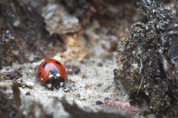 春末惊蛰雪过冬。宏观世界的风景。野生瓢虫特写图片下载