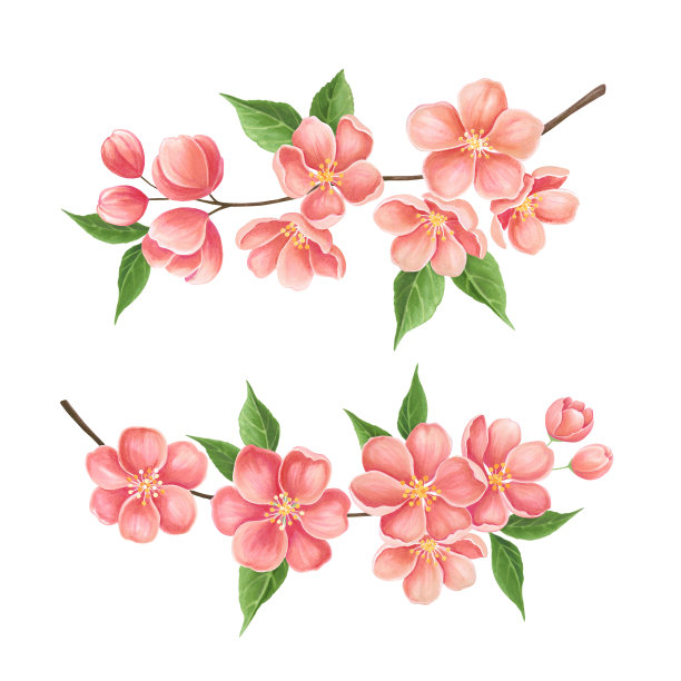 樱花盛开图片下载