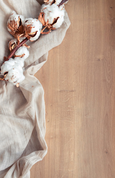 棉布花。天然纤维。背景。本空间图片下载