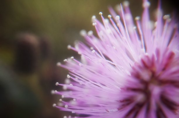 粉红色花朵的宏图片下载
