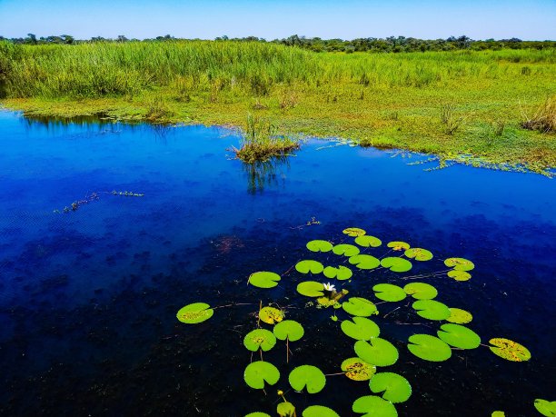 湖的百合花图片下载