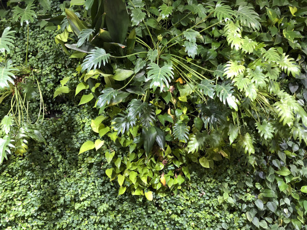 绿色墙与垂直花园图片下载