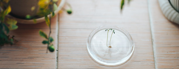 关上窗户上的小绿芽西红柿苗图片下载