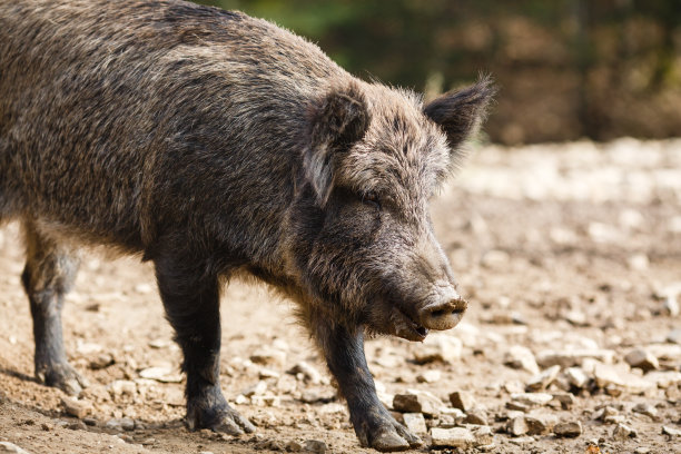 夏日森林里的野猪图片下载