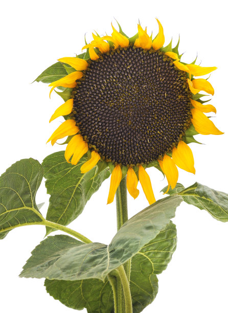 向日葵的种子。图片下载