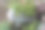 芬兰的森林:绿色植物和大石头图片下载