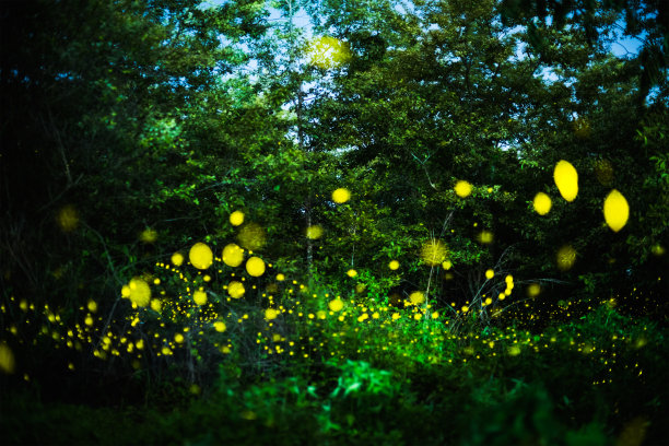 萤火虫在泰国的森林里夜间飞行图片下载