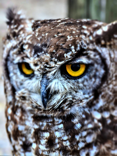 到灵魂图片下载