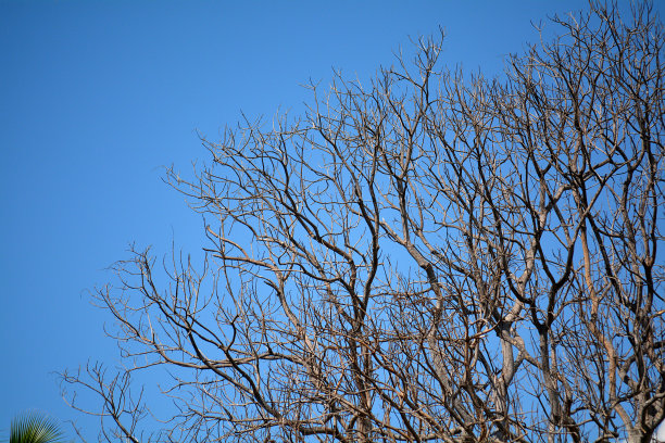 大自然的植物和树木图片下载