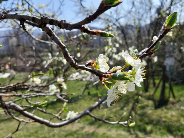春天的花朵图片下载